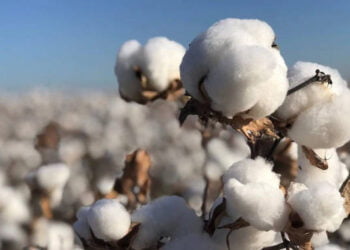 AMA interventions spur cotton production