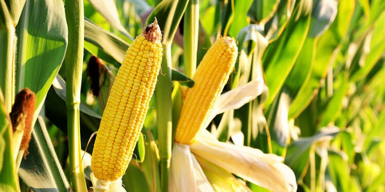 Africa To Overcome Food Insecurity In The Next 5 Years