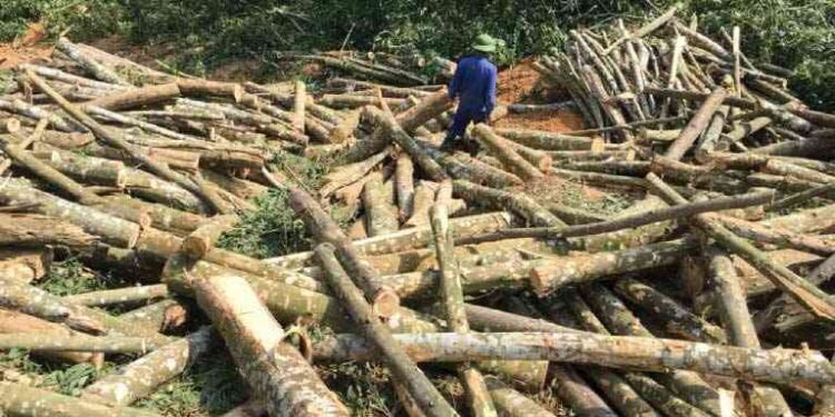 Nkayi District  Has Been Encouraged To Tighten Its Monitoring Systems To Avoid Stealing Of Timber
