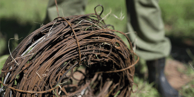 Binga man put in prison for snares