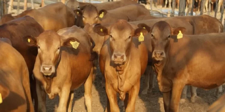 Cattle farmers lose cattle to ‘mystery disease’