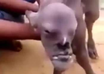 Shocking:cow gives birth to a calf with human head