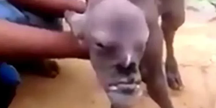Shocking:cow gives birth to a calf with human head