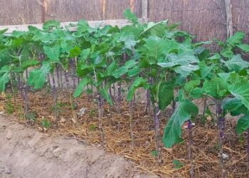 Zimbabwean farmers encounters exodus