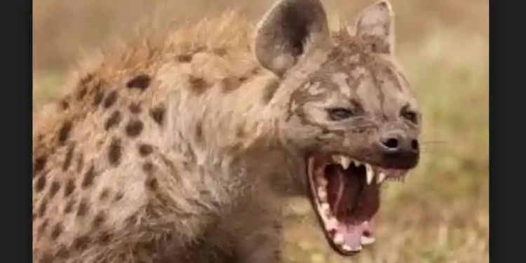 Hyena Mercilessly Attacked Six Individuals