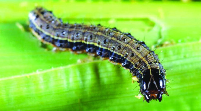 Early Warning : El Nino To Enhance Armyworm Invasion
