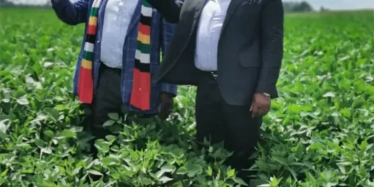 President  Mnangagwa’s farm Precabe experience power cuts
