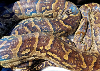 Horror Unleashed as ‘juju python skin’ backfires, torments madala
