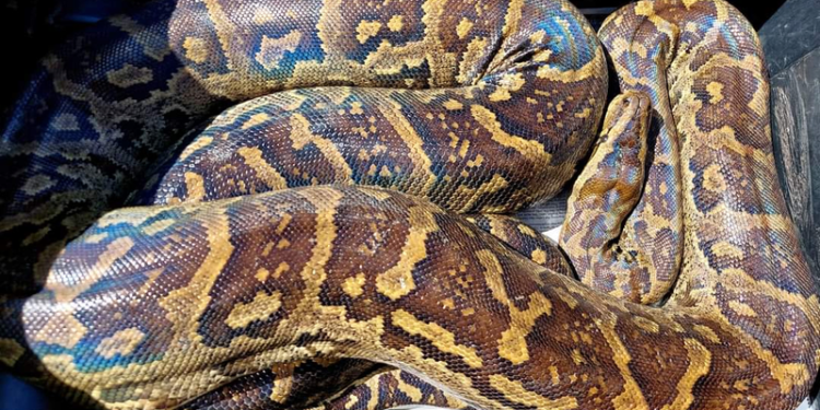 Horror Unleashed as ‘juju python skin’ backfires, torments madala