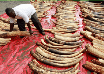 Four Harare residents nabbed for unlawful possession of ivory
