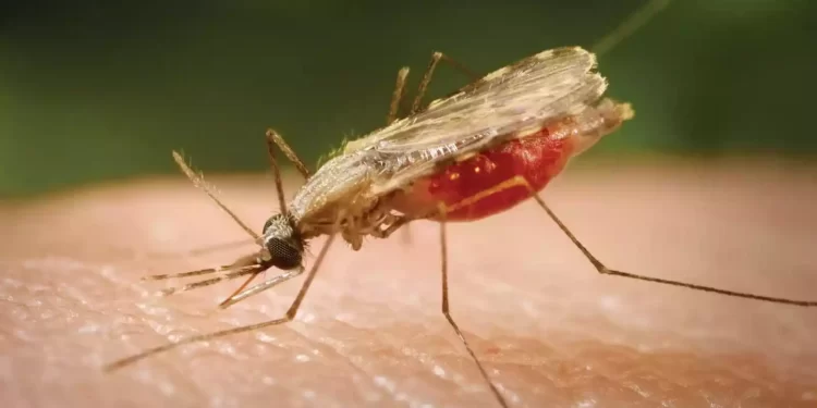 Over 250 people d3ed from malaria