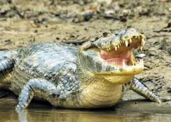 Woman rescued from crocodile’s jaws by two kids 12, 9