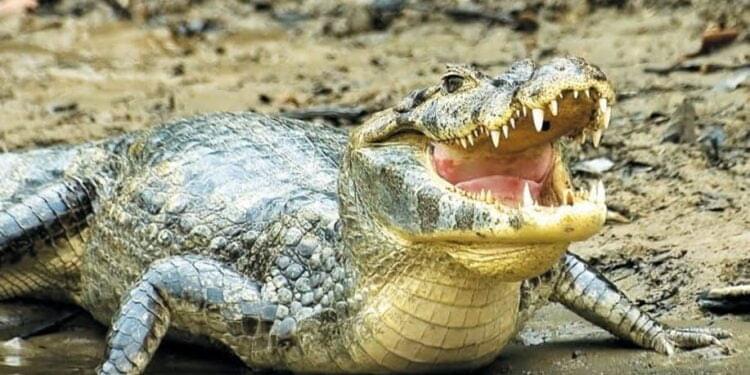 Woman rescued from crocodile’s jaws by two kids 12, 9