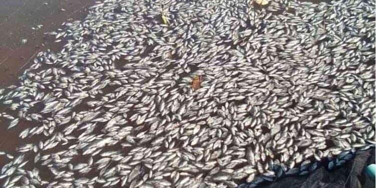 School in Beitbridge loses fish to poison