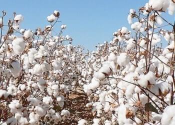 COTTCO pledges to pay all cotton farmers by 31 March