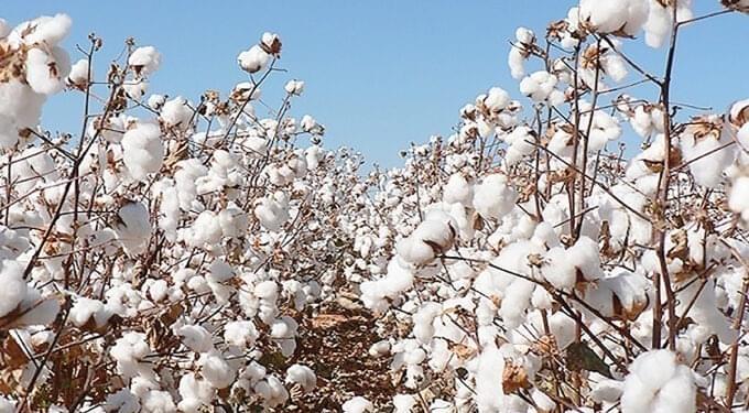 COTTCO pledges to pay all cotton farmers by 31 March