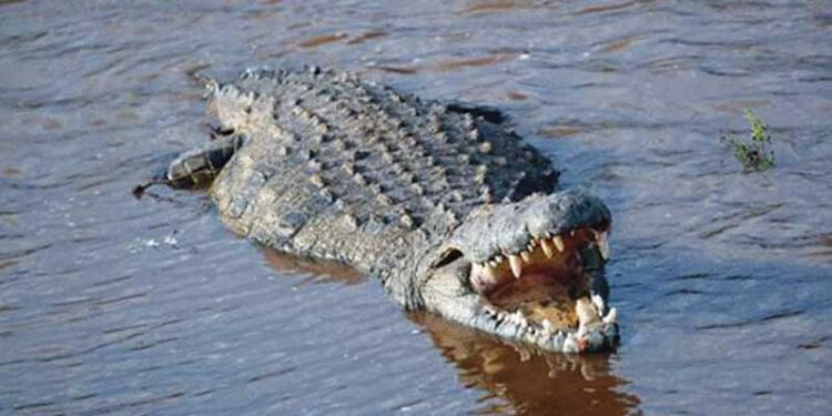 Feature: Human-wildlife conflict fuelling poverty, GBV in Mbire