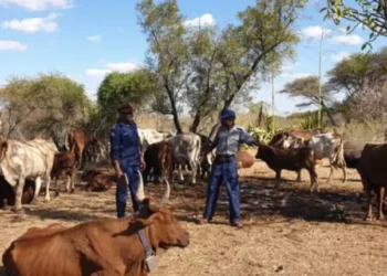 Police in Bulawayo seize duo, recover 19 stolen cattle inside truck