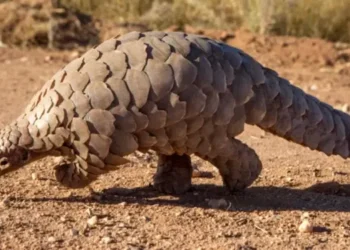 Zimbabwean national  handed a prison sentence for tr@fficking pangolins