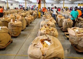 2024 tobacco marketing season to open on 13 March