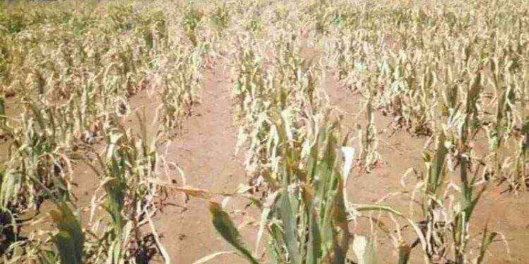 Bulilima farmers have embarked on the village savings and lending(VSL) programme