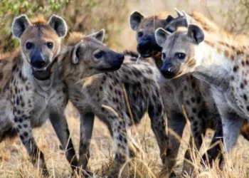 Breaking :Prophet caught with hyena nose and vulture skull
