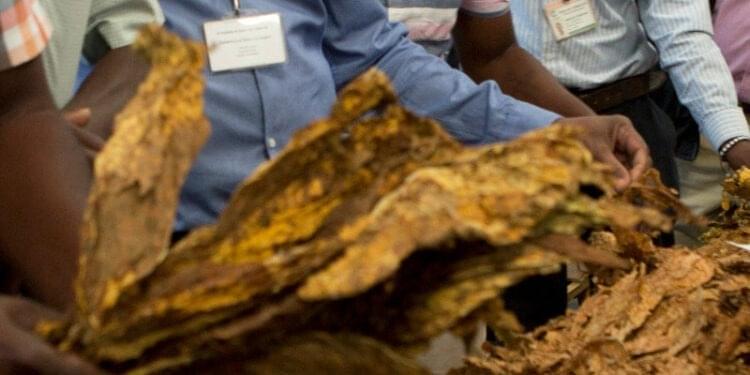 Zimbabwe makes preparations for the up coming 2024 tobacco marketing season