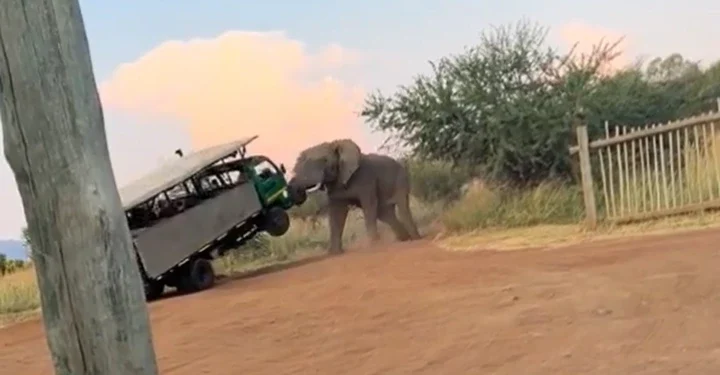 ‘I’m sorry,’ driver cries as elephant lifts car full of tourists