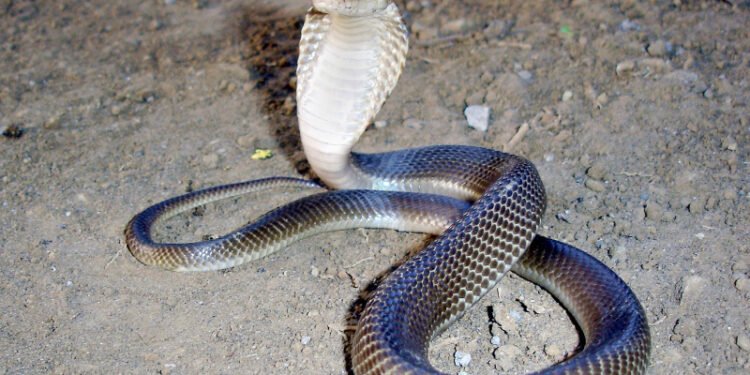 Gokwe man says I use snakes to heal the sick people