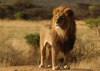 Missing lion seen in Masvingo – ZIMPARKS