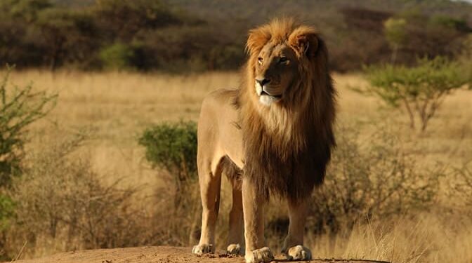 Missing lion seen in Masvingo – ZIMPARKS
