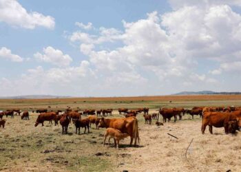 Villagers relocate due to lack of pastures