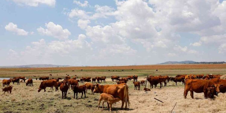 Villagers relocate due to lack of pastures