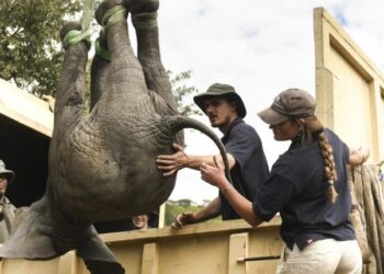 2 k!lled by elephants in Zvimba