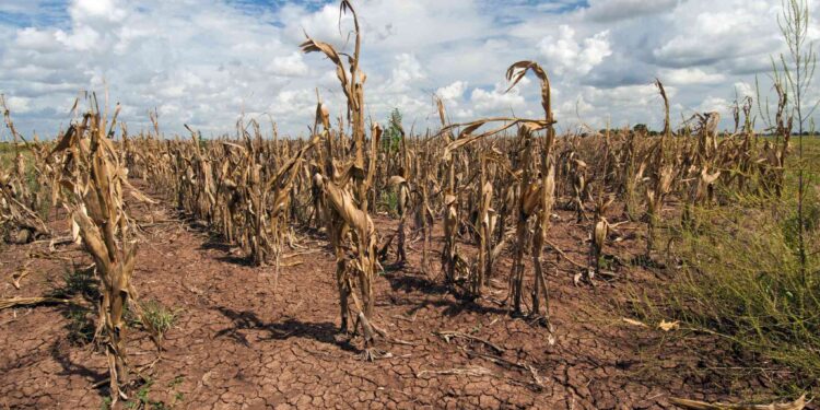 Grain harvest decline due to El Nino