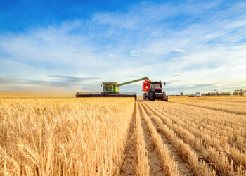 Gvt unveils prices for planning grain