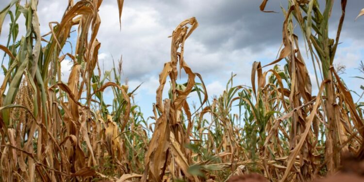 Zimbabwe raises El Niño drought alarm alert