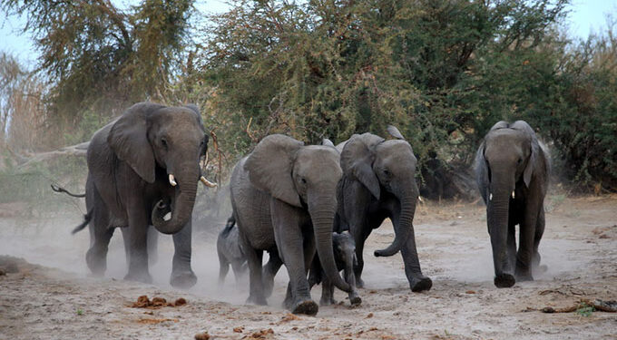 Beware: 6 Mavuradonha elephants roaming in  Shamva