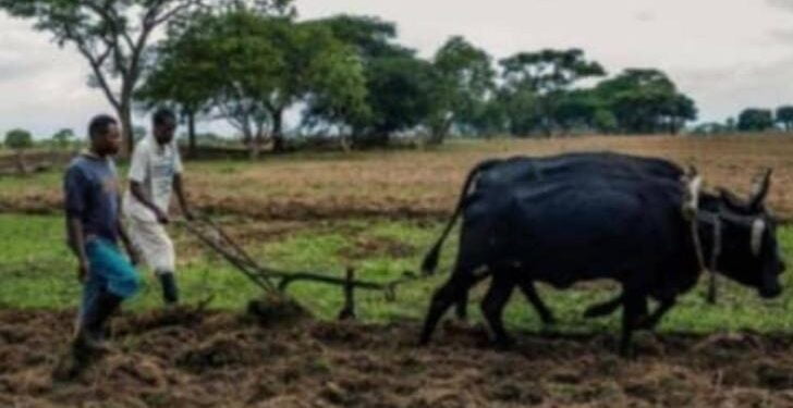 Gatawa urges tobacco farmers  to do early deep ploughing