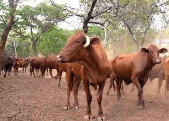 Toxic mining practices devastate local farmers