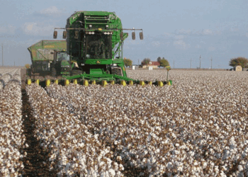 Cotton farmers, buyers at odds over prices