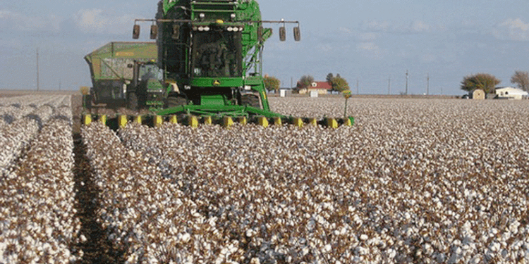 Cotton farmers, buyers at odds over prices