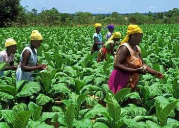 Zimbabwe welcomes World Tobacco Africa