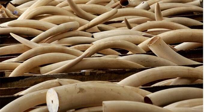 Suspected Poacher K!lled in Police Sh00tout