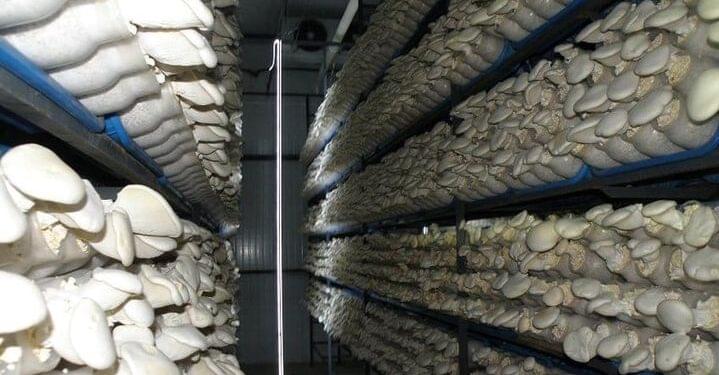 Mushroom farming gains grip in Urban areas