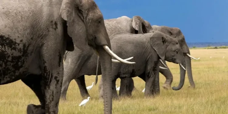 US tourist k!lled by elephant in Zambia