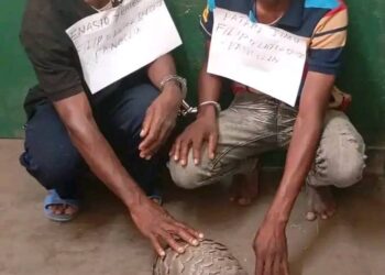 Police arrest men in possession of live pangolin hidden in a laptop bag
