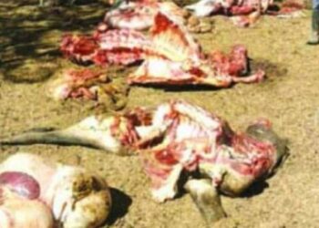 Cattle rustlers wreak havoc in Mhondoro