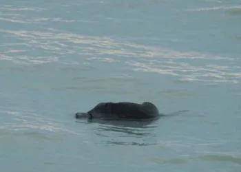 D3ad b0dy found floating in Mazowe dam
