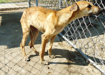  Dzivarasekwa: Dog found carrying freshly cut human head